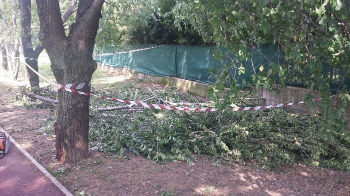 Anche l'albero alla Pinetina è stato messo in sicurezza 14/06