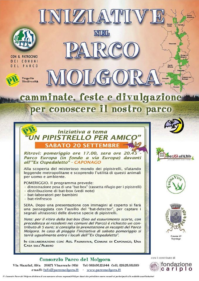 pipistrello per amico